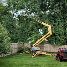 How Our Tree Care Process Works  in  Castle Rock, CO